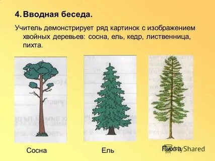 Занятие хвойные деревья