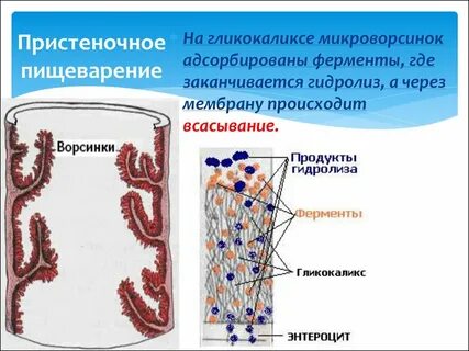 Что такое пристеночное пищеварение