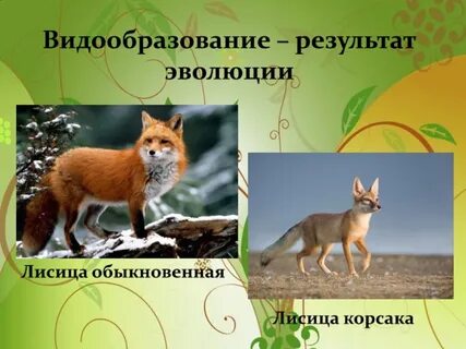 Развитие лис