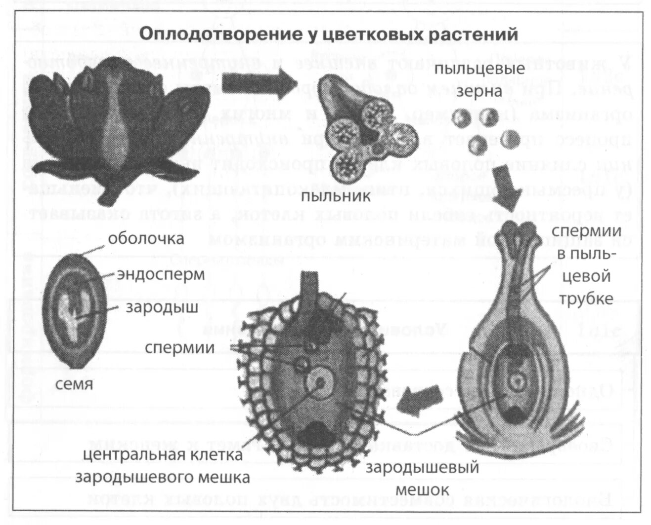 Деление генеративной клетки пыльцевого зерна. Оплодотворение покрытосеменных растений схема. Двойное оплодотворение у покрытосеменных схема. Схема двойного оплодотворения у цветковых растений. Двойное оплодотворение у покрытосеменных растений.