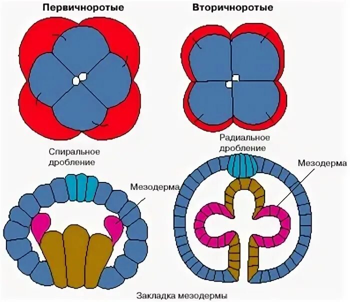 Типы вторичноротых
