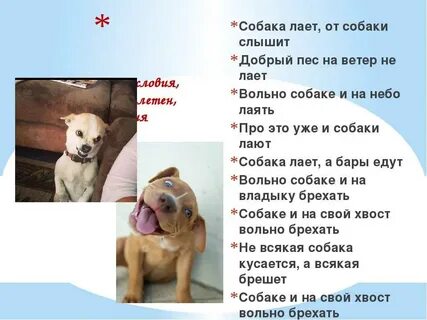 Разбор словосочетания лай собаки
