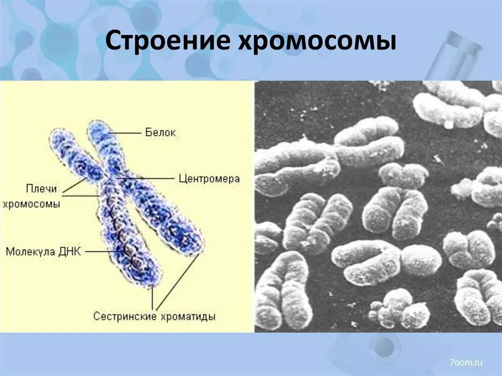 Строение клетки хромосомы. Строение хромосомы рисунок с подписями и функции. Строение хромосомы рисунок.