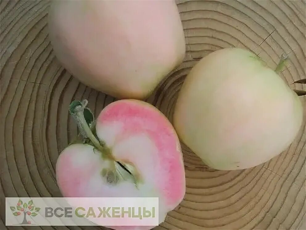 Яблоки с розовыми прожилками. Ред кэти яблоня. Яблоня красномясая розовый жемчуг. Яблоня "розовый налив" (malus domestica). Яблоко с розовыми прожилками сорт.