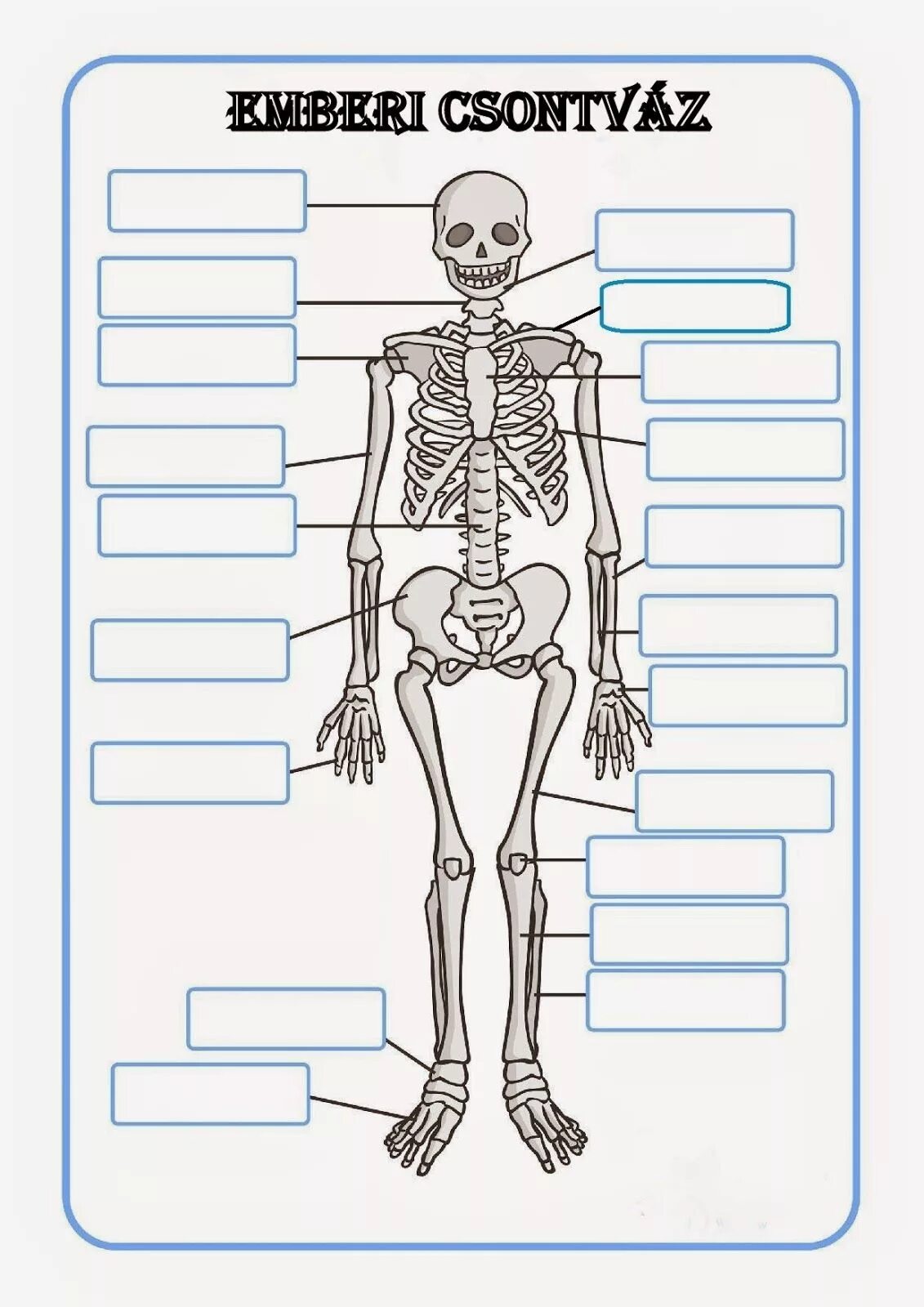 Скелет человека. Скелет человека печать. Скелет человека задание. Скелет человека без подписей.