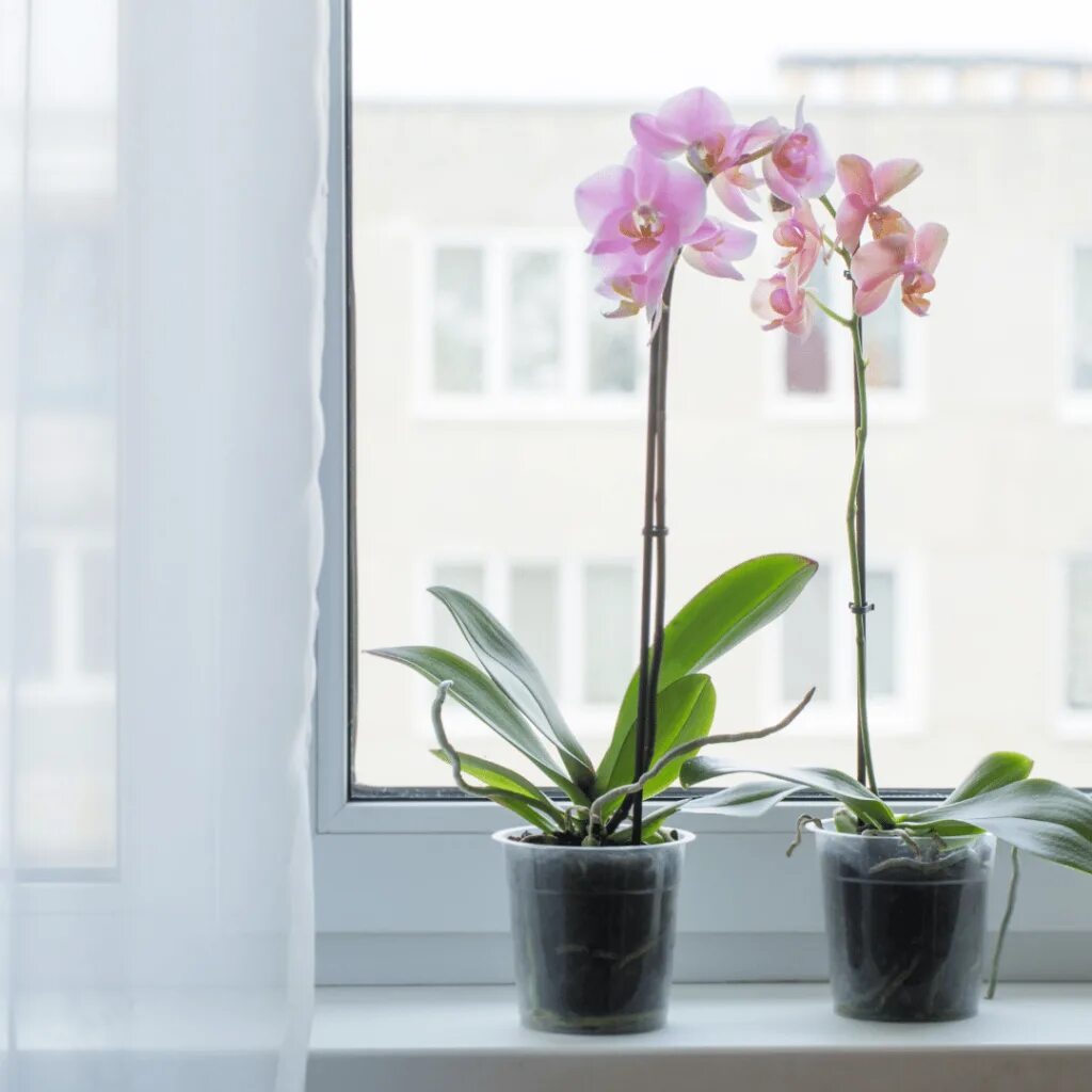 Орхидея на подоконнике. Орхидея фаленопсис шанхай. Фаленопсис цветок комнатный. Цветы на подоконнике. Орхидея фаленопсис на подоконнике.