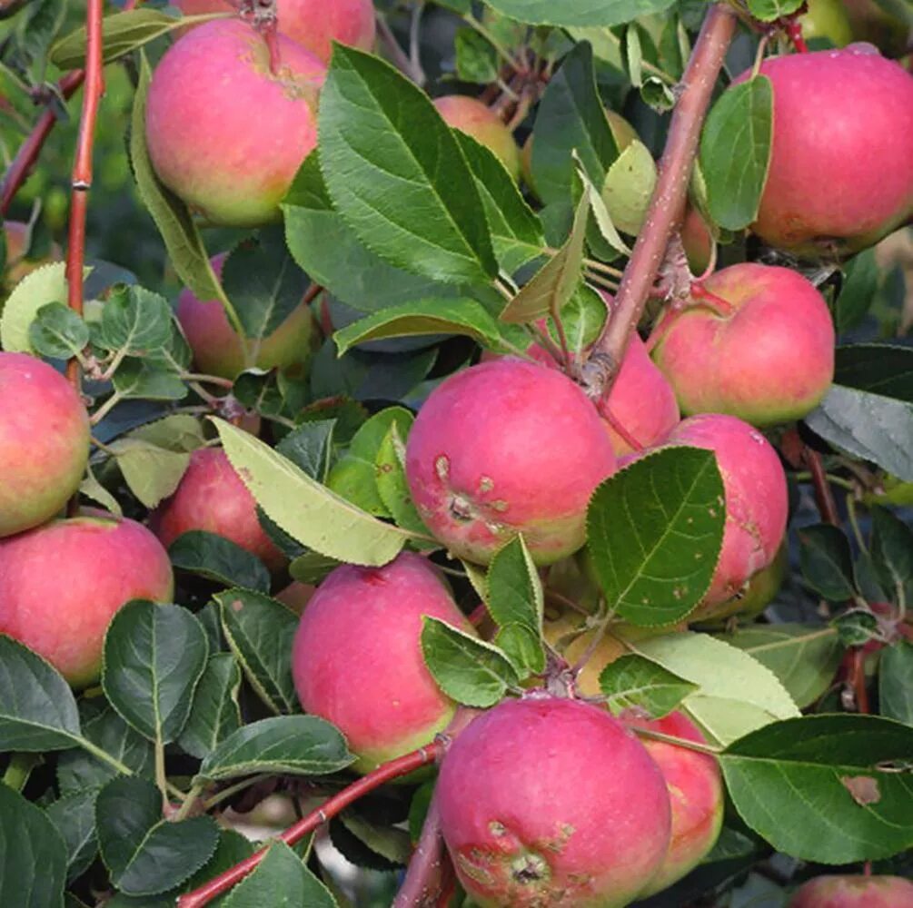 Яблоня Имант. Яблоня розовый налив. Яблоня "розовый налив" (Malus domestica). Яблоня летний сорт розовый налив. Сорт розовый налив