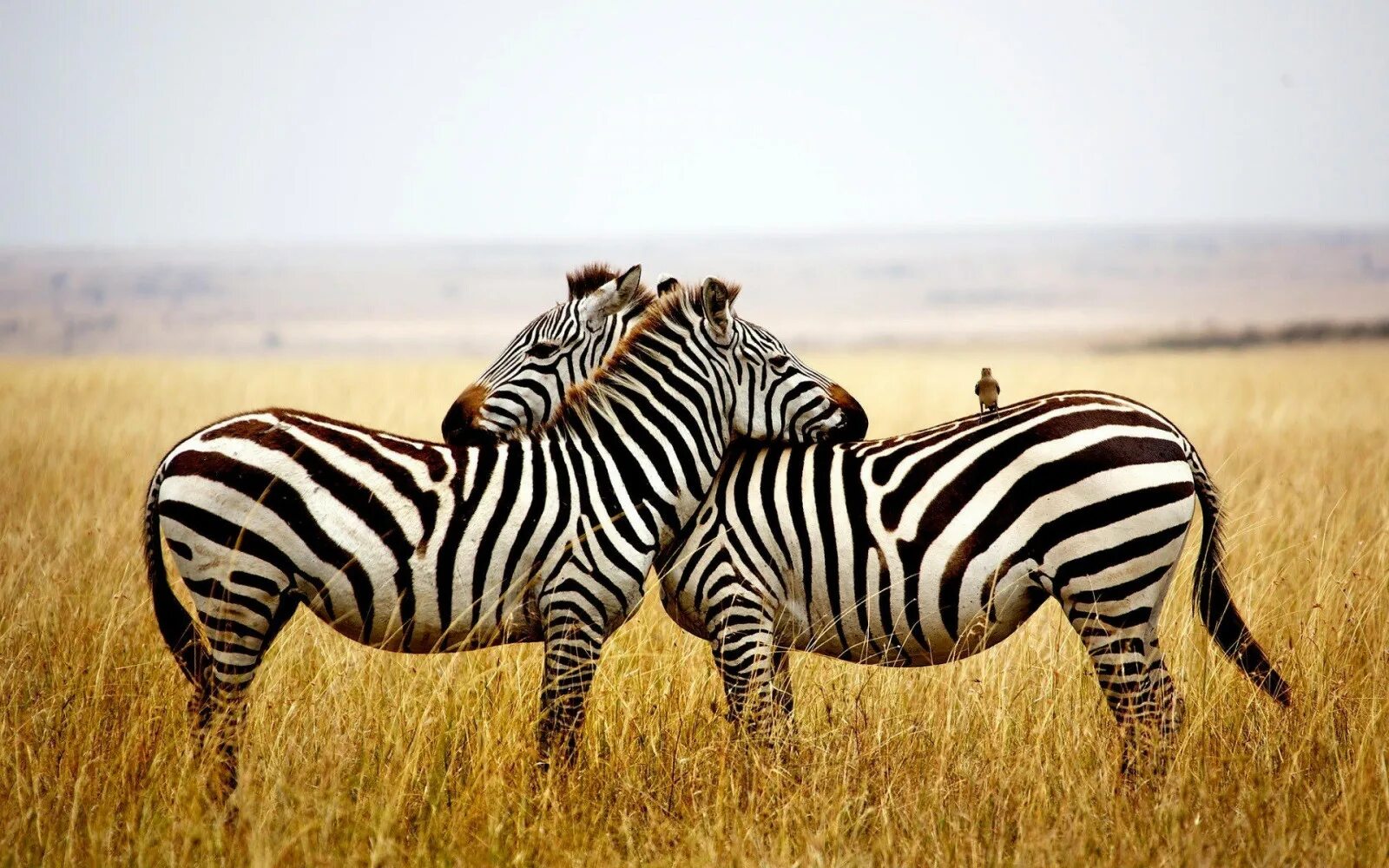 Zebra lanes