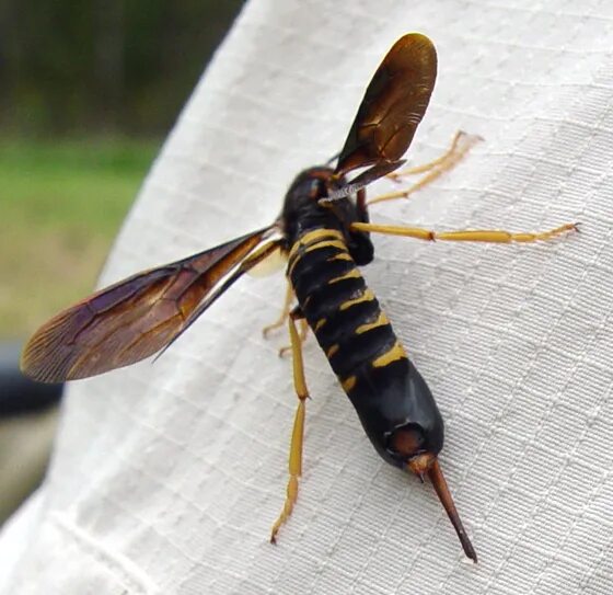 Tremex columba. Tremex columba pigeon horntail. tremex columba насекомое. horntail wasp. tremex columba pigeon это.