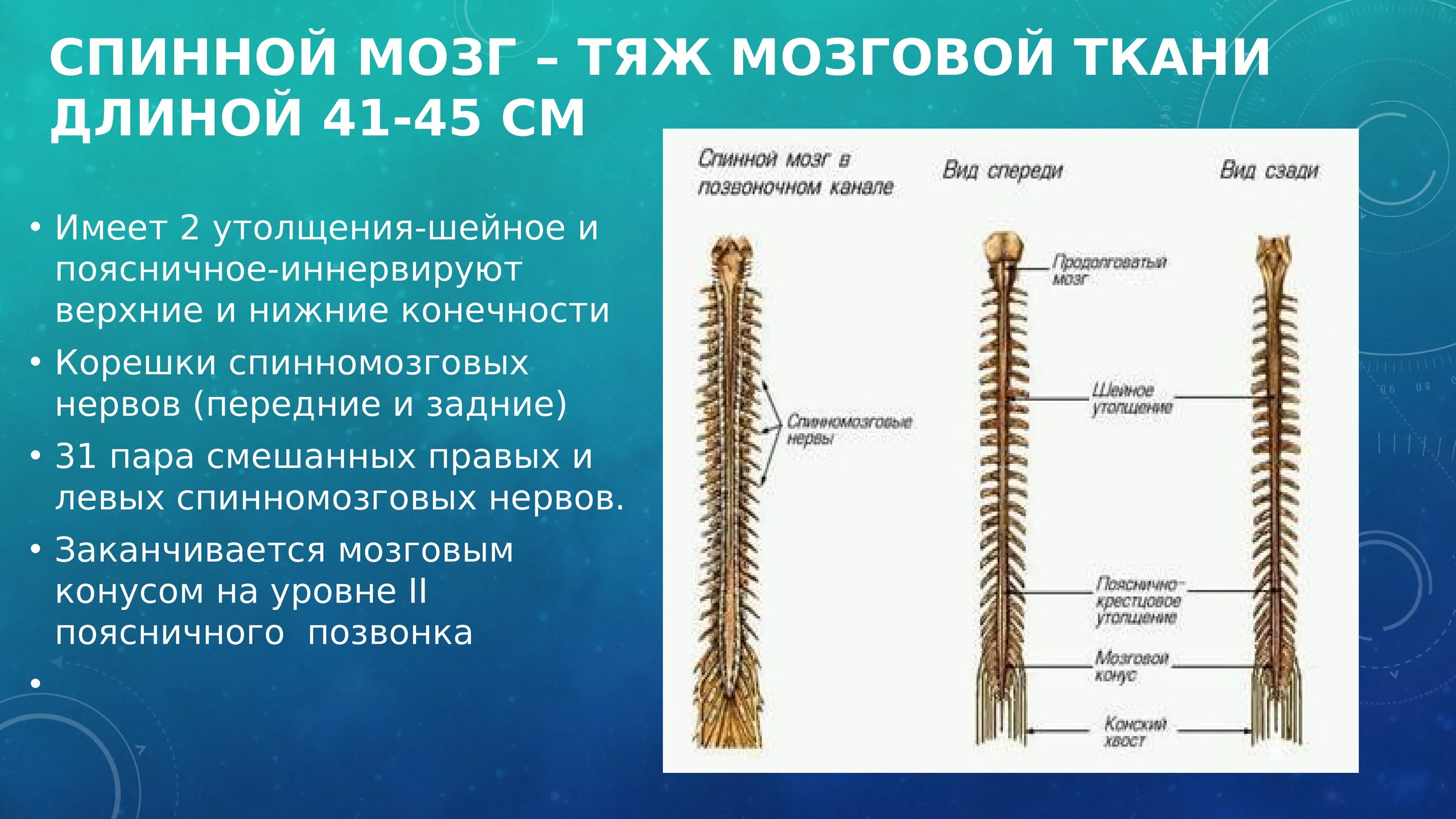 Шейное утолщение спинного мозга. Тяж спинного мозга. Шейное и поясничное утолщение спинного мозга. Шейное и поясничное утолщение спинного мозга уровень.