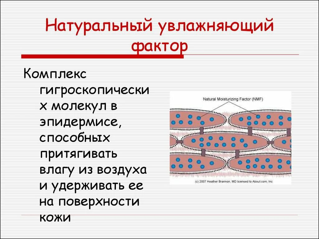 NMF натуральный увлажняющий фактор. Натуральный увлажняющий фактор эпидермиса это. Компоненты натурального увлажняющего фактора. Натуральный увлажняющий фактор