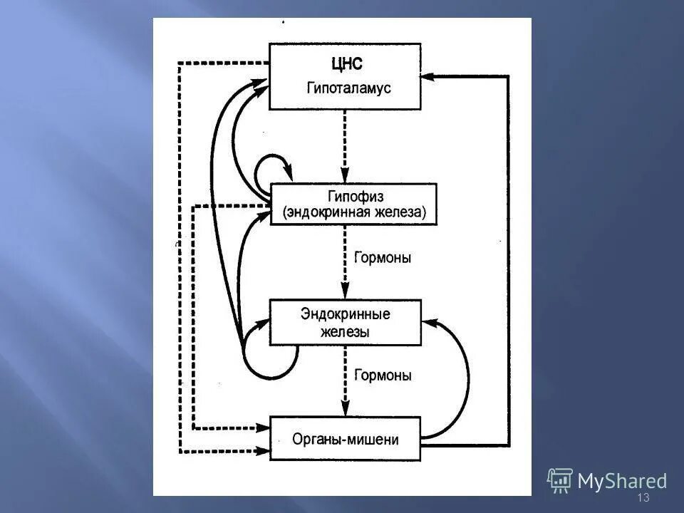 Принцип обратной связи гормонов гипофиза. Гипоталамус и гипофиз схема. Дуга гипоталамус гипофиз яички. Взаимосвязь гормонов в организме. Взаимодействие гипоталамуса и гипофиза.