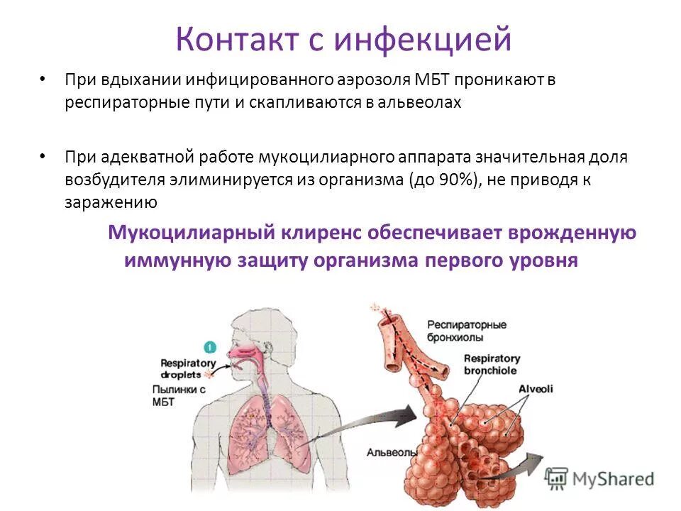 при туберкулезе разрушаются альвеолы и капилляры легких