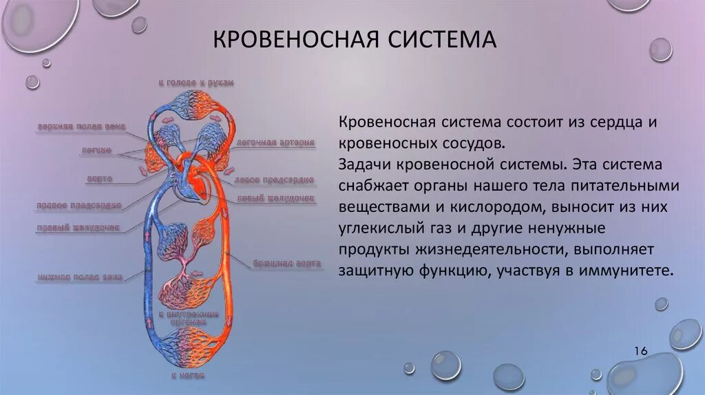 Функции кровеносной системы 3 класс. Кровеносная система организма человека строение и функции. Кровеносная система че. Кровеносное система челорвека.