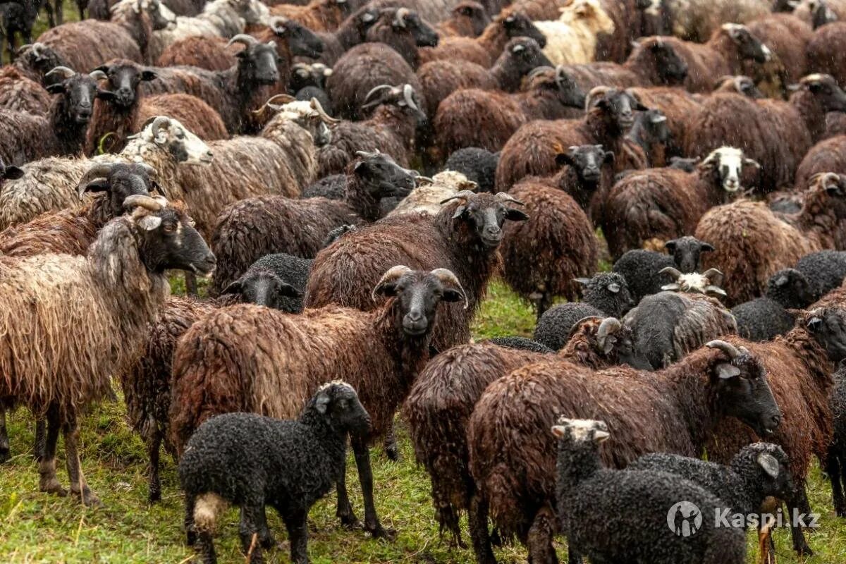 Авито породы овец. Балбас порода овец. Джайдара порода овец. Баран карачаевской породы. Карабахская порода овец.