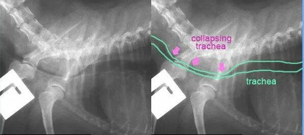 Стеноз у собак. Стеноз трахеи рентгенограмма.