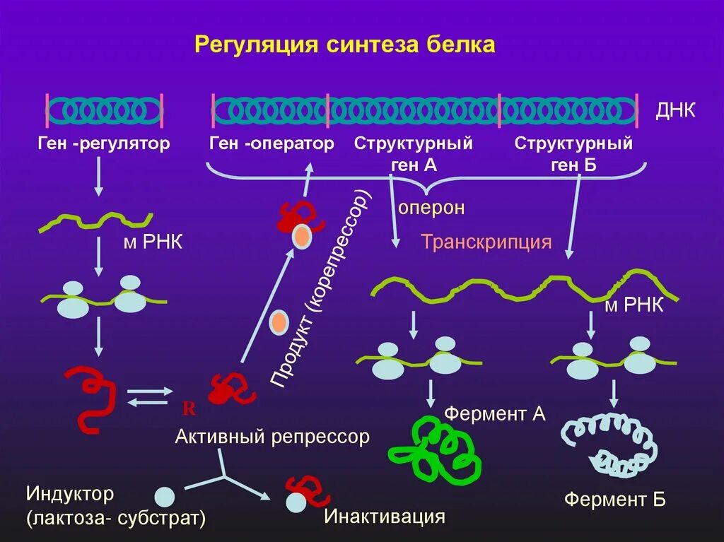 Синтез белка в растениях. Схема регуляции биосинтеза ферментов. Ферменты транскрипции синтеза белка. Регуляция транскрипции Биосинтез белков. Биосинтез белка.регуляция синтеза белка.