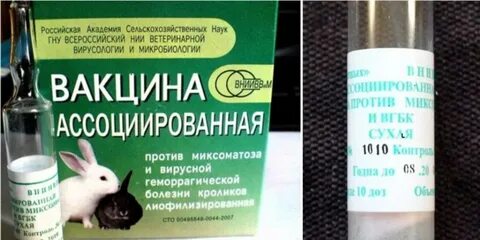 Вакцина вгбк инструкция по применению