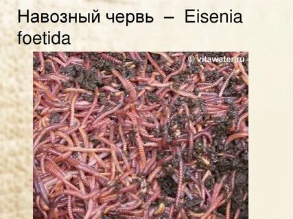 Навозный и дождевой червь