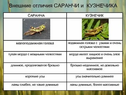 Кузнечик в отличие от капустницы