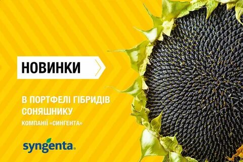 Подсолнечник характеристика