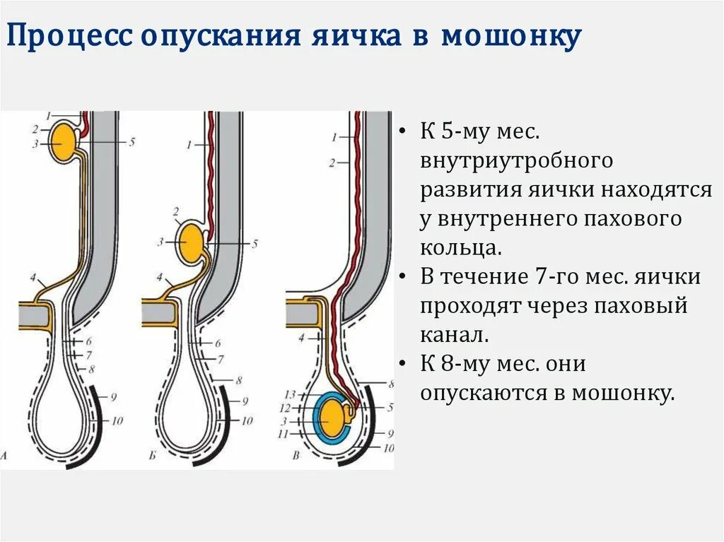 Тянущая боль в яичках у мужчин причины. Процесс опускания яичка анатомия схема. Этапы опускания яичка схема. . Процесс опускания яичка. Оболочки яичка. Процесс опускания яичка в мошонку.