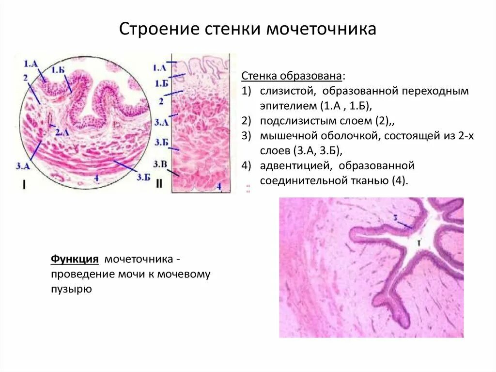 Мочеточник строение и функции. Строение мочеточника гистология. гистологическое строение мочеточника. строение стенки мочеточника гистология. строение стенки мочевого пузыря гистология.