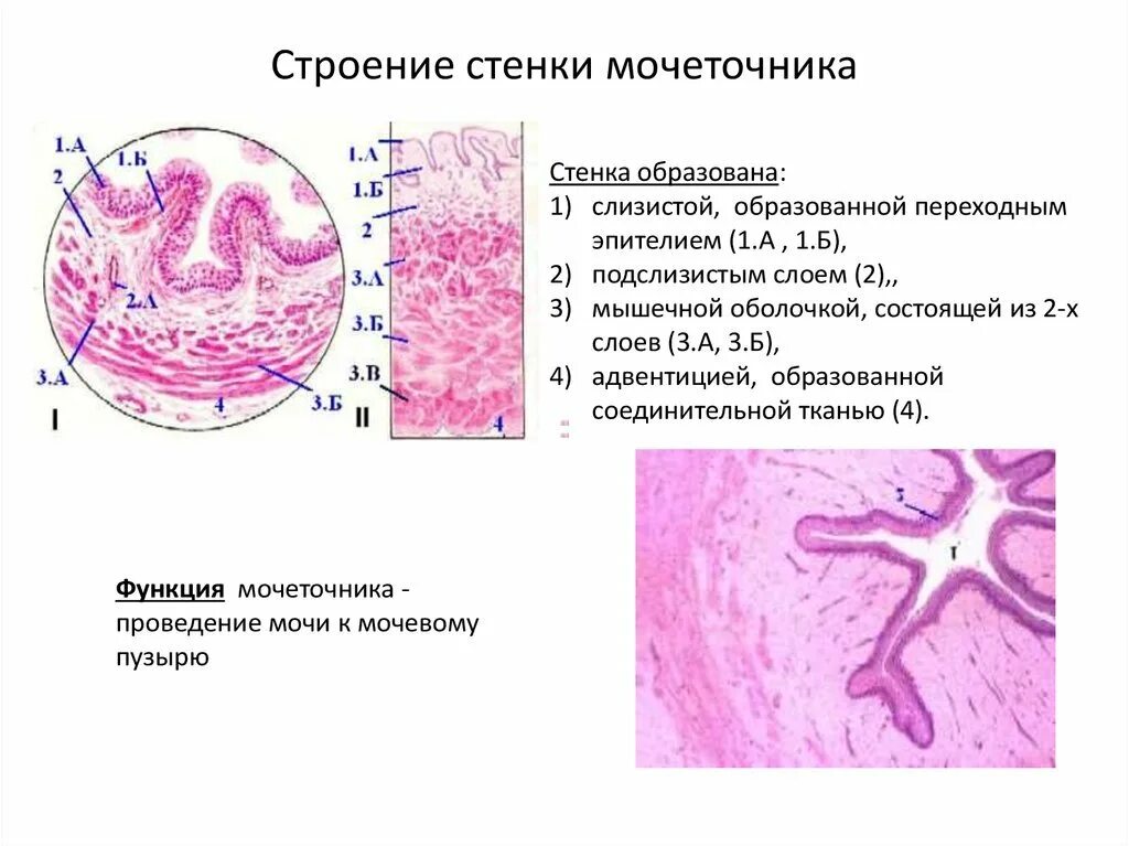 Мочеточник имеет. Строение мочеточника гистология. Гистологическое строение мочеточника. Строение стенки мочеточника гистология. Строение стенки мочевого пузыря гистология.