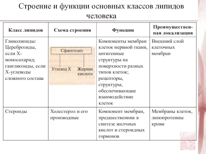 Строение и функции основных классов липидов человека. Классификация липидов таблица. Липиды структура и функции. Общая характеристика липидов.