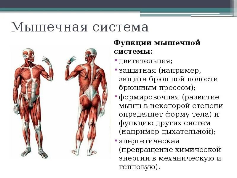 Мышцы орган человека. Функции мышечной системы человека. Общая характеристика мышечной системы функции. Органы мышечной системы и функции системы. Общая характеристика строения функции мышечной системы.