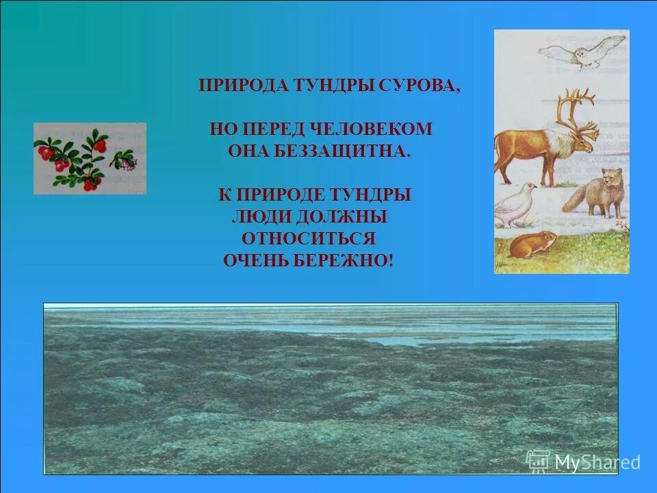 Особенности природы тундры. Неживая природа тундры. Влияние человека на природу тундры. Охраняемые компоненты природы тундры