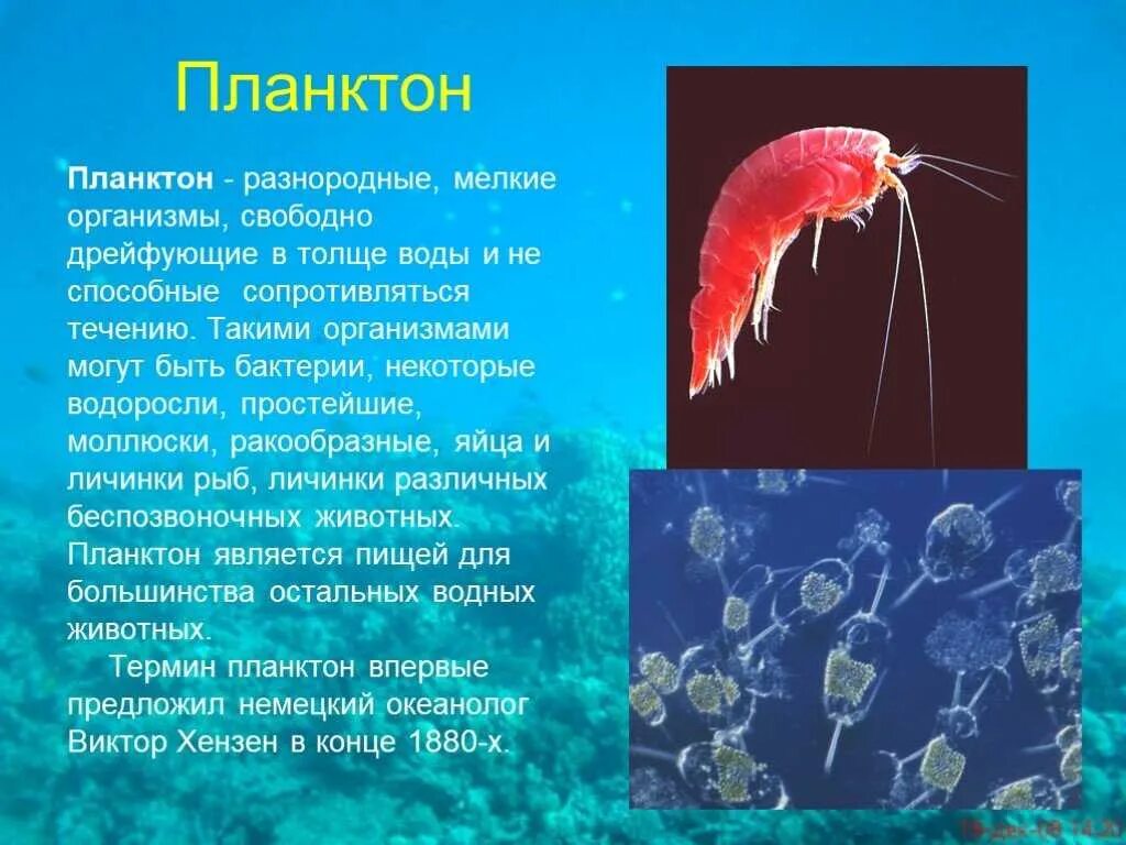 Океан можно отнести к. Сообщение о планктоне. Планктонные организмы. Планктон организмы. Планктон по биологии.