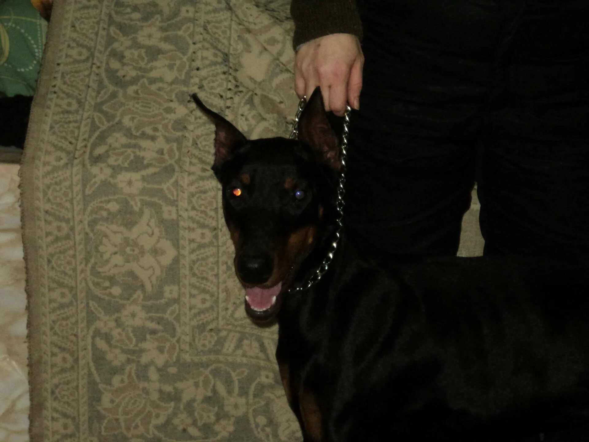 доберман с человеком. девушка с доберманом. доберман в костюме полицейского. доберман и овчарка. доберман алиса.