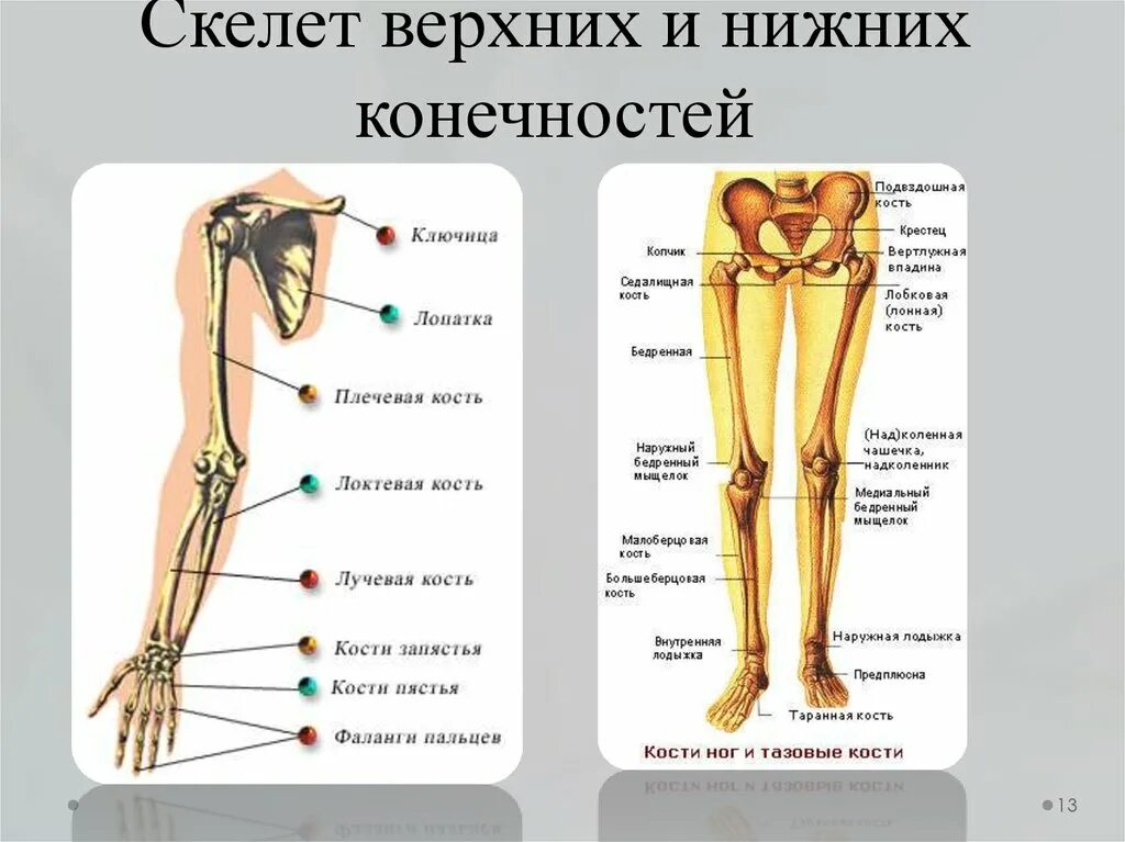 Нижние конечности являются. Скелет верхних и нижних конечностей человека. Строение скелета поясов верхних и нижних конечностей. Строение нижней конечности руки скелета. Строение костей свободной верхней конечности человека.