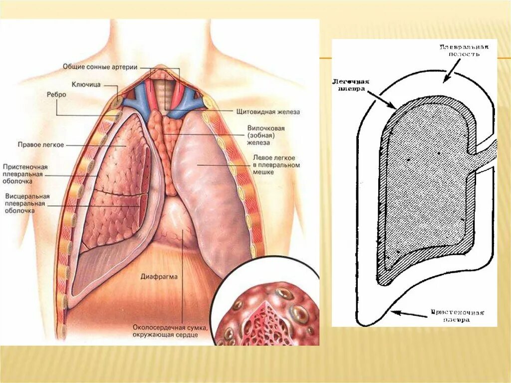 Плевральная полость легкого анатомия. Париетальная плевра легких. Строение плевры и плевральной полости. Дыхательная система человека плевральная полость.