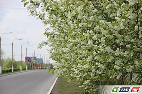 Береза плодоносит