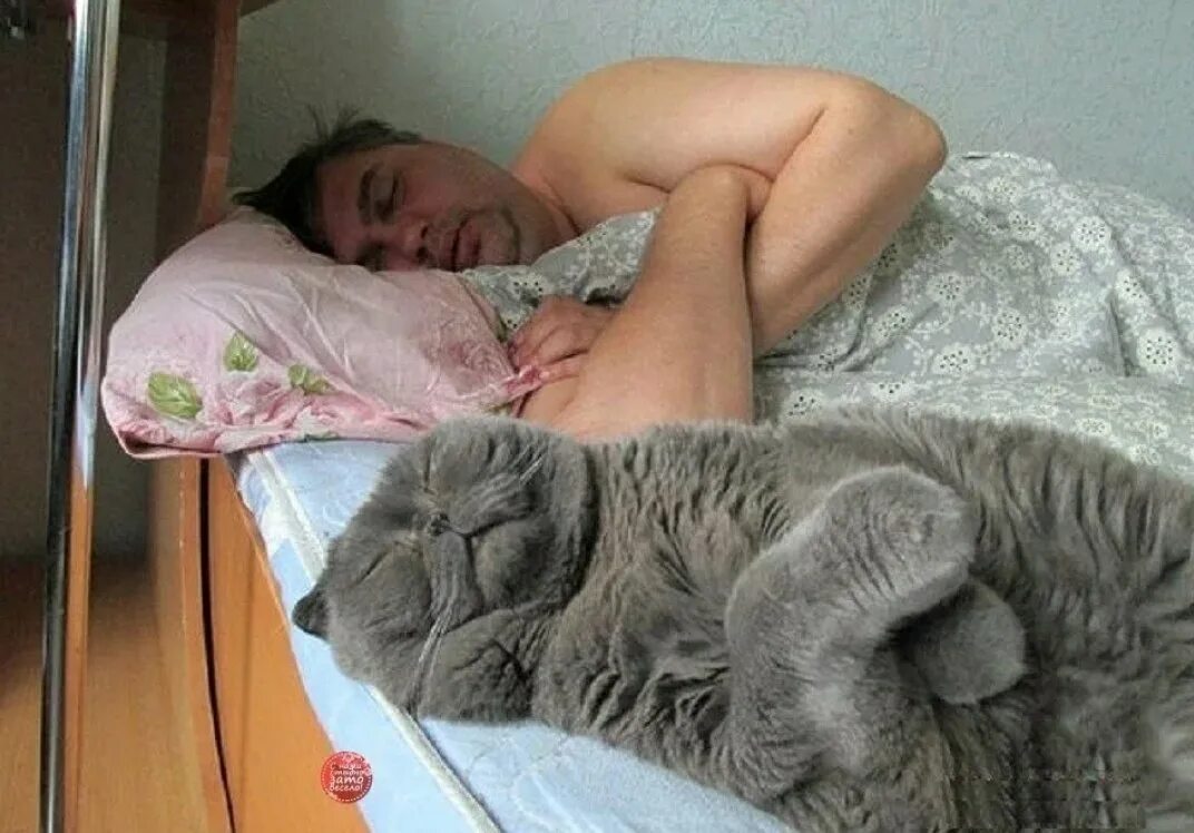 Какие разбудили. Кот спит. Кот дрыхнет. Кот спит на человеке. Кот спит и проснулся.