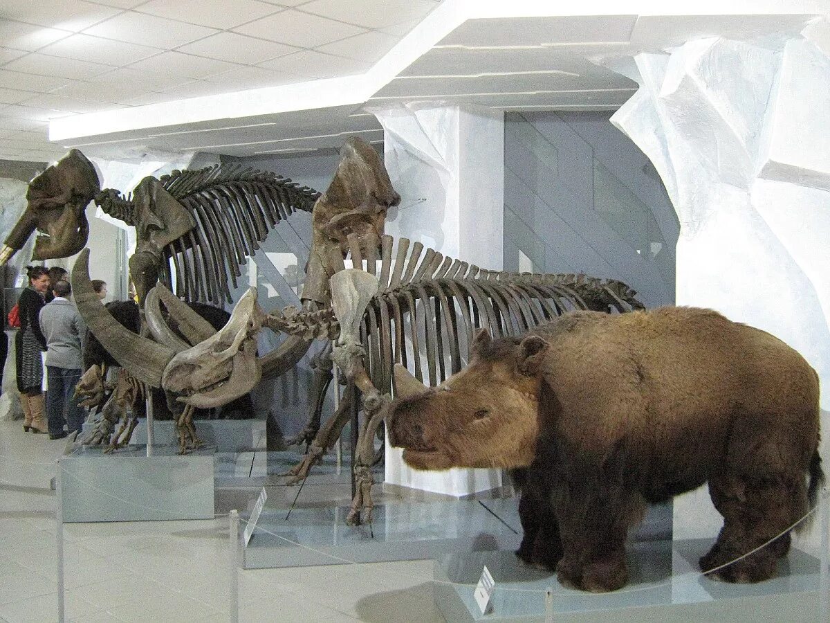 Музейный экспонат музеи