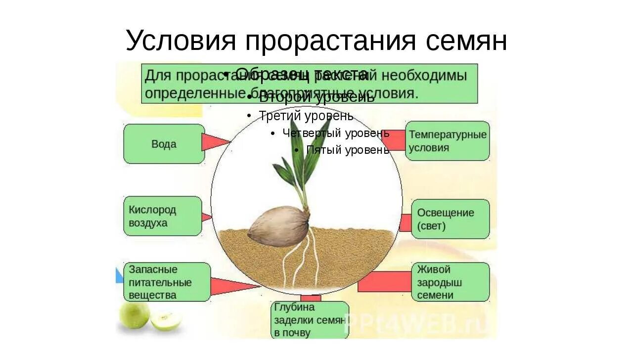 Условия необходимые для прорастания семян. Биология 6 класс прорастание семян условия прорастания. Условия прорастания семян 6 класс. Условия прорастания семян 6 класс биология.