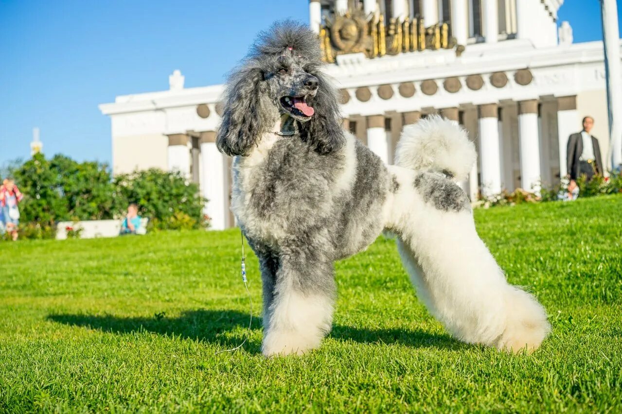 Известный пудель. Королевский пудель. Королевский пудель Фантом. Королевский пудель Арлекин. Биколорный Королевский пудель.