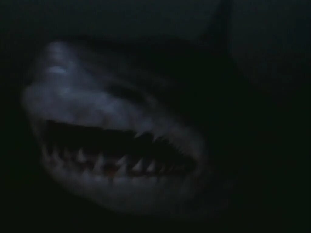 бешеные акулы фильм 2005. охотник на акул. акула подводный охотник. охотник на акул фильм 2001. охотник фильм 2001.