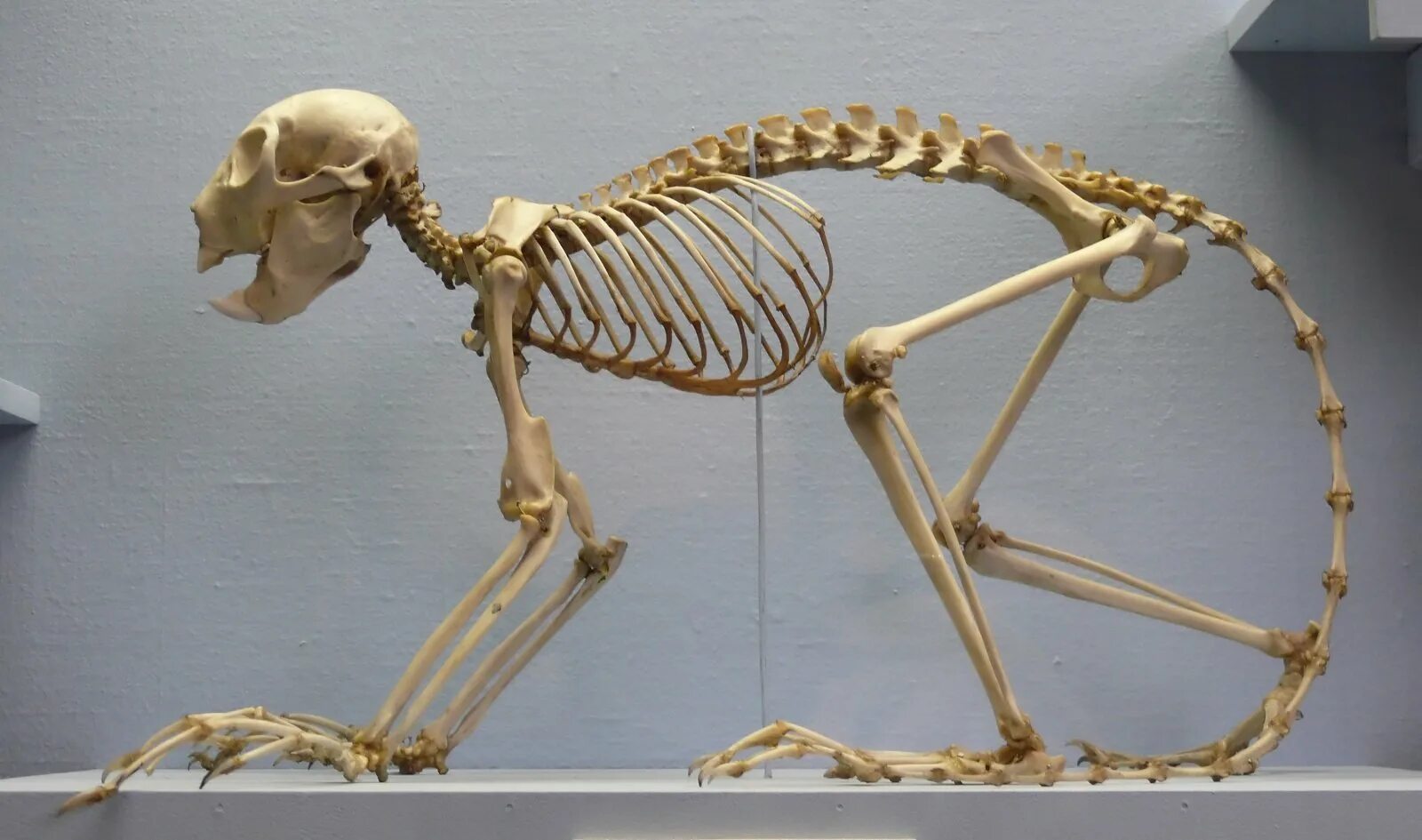 Скелет ardipithecus ramidus. Скелет шимпанзе и гориллы и человека. Скелет примата. Анатомия гориллы скелет. Скелет гориллы.