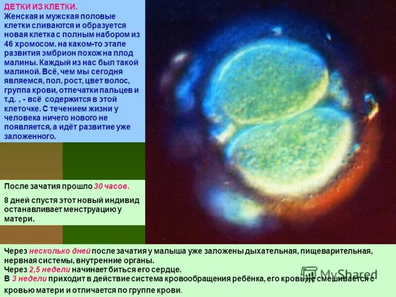 Хгч на 16 день после зачатия. Беременность 2 недели 1 день после зачатия плод. На 5 день после зачатия что происходит. 7 день после овуляции. Периоды формирования плода.