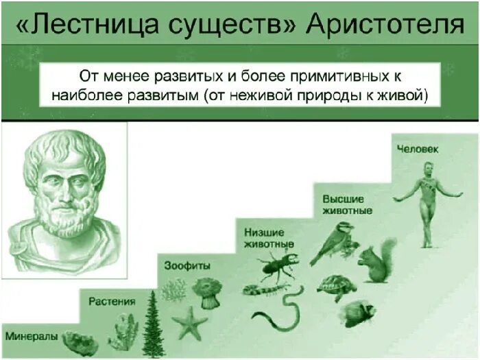 Прочитайте текст все живые существа. Систематика животных по Аристотелю. Лестница существ Аристотеля. Классификация организмов Аристотеля.