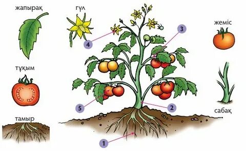 Жағажайдағы жалаңаш қыздар видео