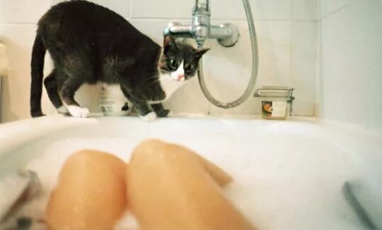 Киска друг. Кот с хозяином в ванне. Кот в ванне с девушкой. Котик с девушкой в ванной. Коты подглядывают в ванной.