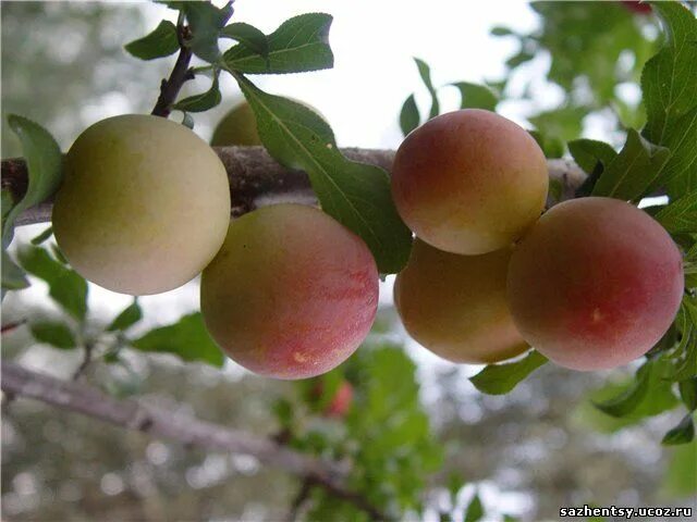 Азиатская слива. Сорт сливы антонина. Слива сибирская алыча. Алыча владимирская комета. Слива китайская супериор.