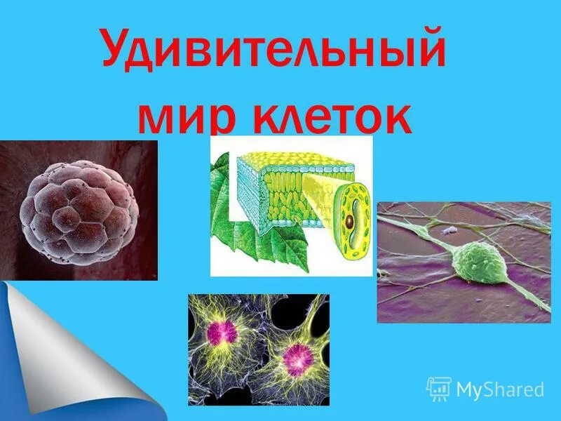 Мир клеточек. Удивительный мир клетки. Мир клеток. Мир клеток живой природы. Большой мир маленьких клеток.