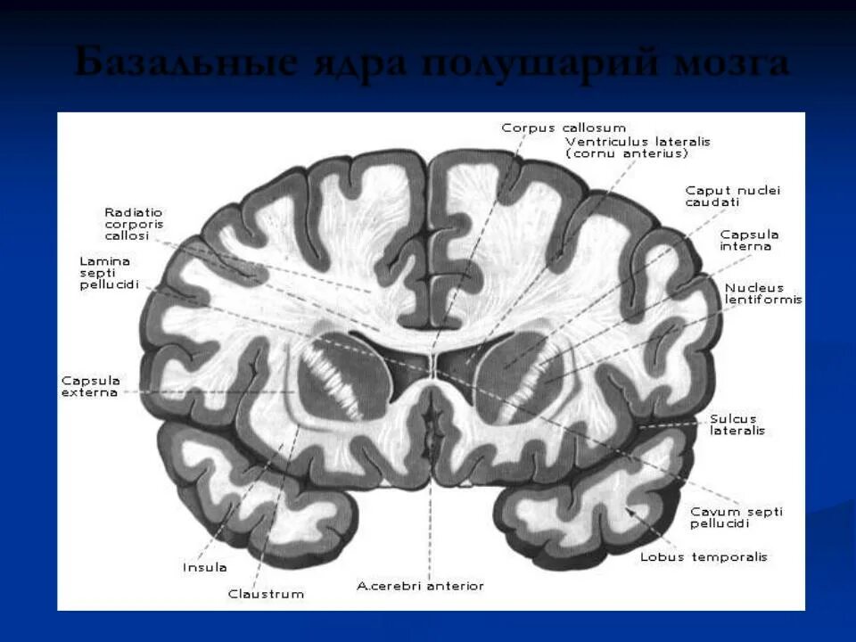 Подкорковые ядра полушарий. Базальные ядра обонятельного мозга. Базальные ядра полушарий мозга. Схема базальных ядер полушарий. Базальные ядра конечного мозга схема.