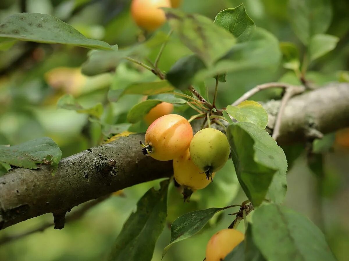 Дикая яблоня в лесу. Яблоня Лесная Malus Sylvestris. Яблоня дичка. Яблоня Лесная (дичок). Ранетка дичка.